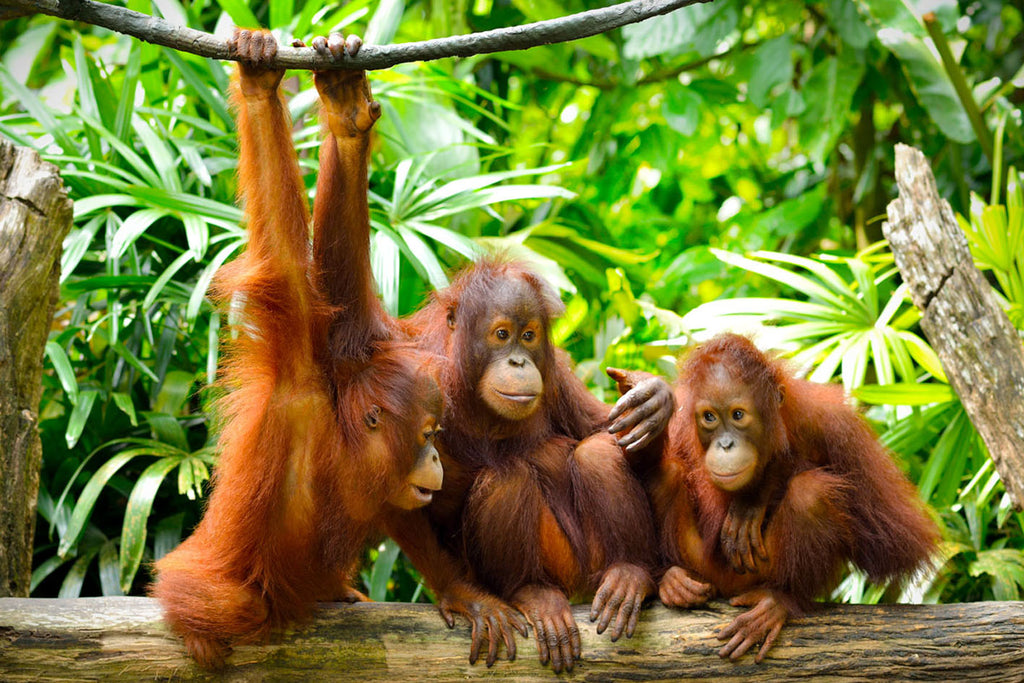 Glasschilderij Orang-oetans in de natuur 120x80 cm