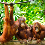 Glasschilderij Orang-oetans in de natuur 120x80 cm