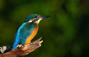 Glasschilderij Ijsvogel  op tak 120x80 cm