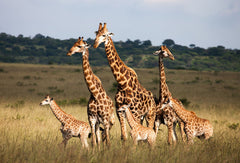 Glasschilderij Giraffen kudde 120x80 cm (magazijn sale)
