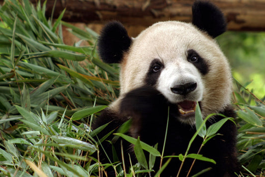 Glasschilderij panda in de natuur 120x80 cm (magazijn sale)
