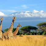 Glasschilderij 3 giraffen op de savanne 120x80 cm
