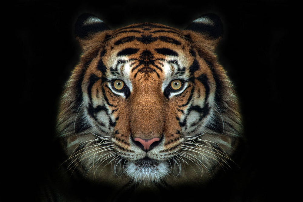 Glasschilderij Tijger kop zwarte achtergrond 120x80 cm (magazijn opruiming)