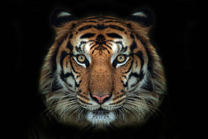 Glasschilderij Tijger kop zwarte achtergrond 120x80 cm (magazijn opruiming)