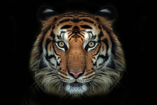 Glasschilderij Tijger kop zwarte achtergrond 120x80 cm (magazijn opruiming)