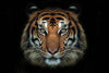 Glasschilderij Tijger kop zwarte achtergrond 120x80 cm (magazijn opruiming)