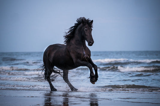 Glasschilderij Fries paard (Frysk hynder) 120x80 cm (magazijn sale)