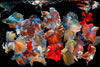 Glasschilderij vissen gekleurd 120x80 cm