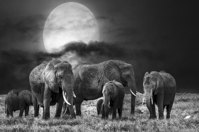 Glasschilderij kudde olifanten maanlicht 120x80 cm