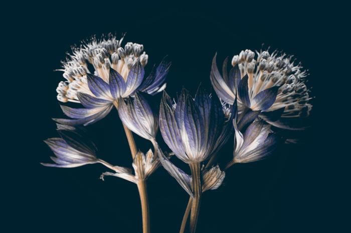 Glasschilderij bloemen paars/zwart 120x80 cm