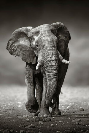 Glasschilderij lopende Olifant zwart/wit 80x120 cm
