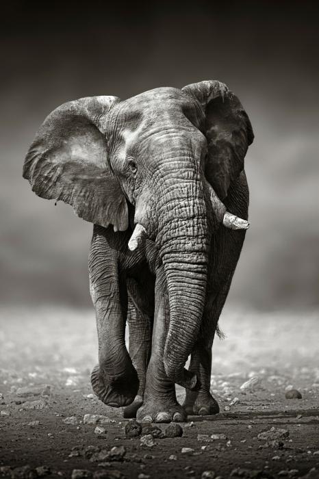 Glasschilderij lopende Olifant zwart/wit 80x120 cm