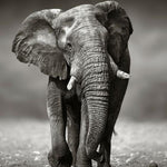 Glasschilderij lopende Olifant zwart/wit 80x120 cm