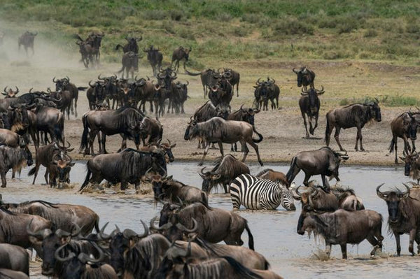 Glasschilderij Wildlife 120x80 cm