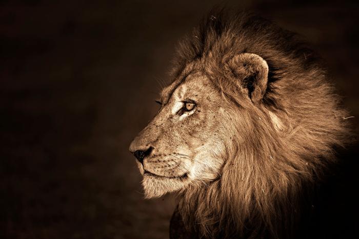 Glasschilderij Leeuwenkop zijkant 120x80 cm