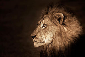 Glasschilderij Leeuwenkop zijkant 120x80 cm