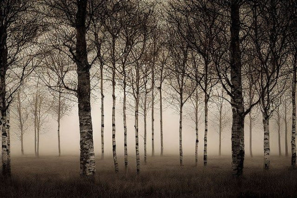 Glasschilderij Berkenbos 120x80 cm