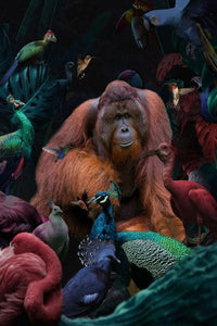 Glasschilderij Orang oetan/pauwen jungle 80x120 cm