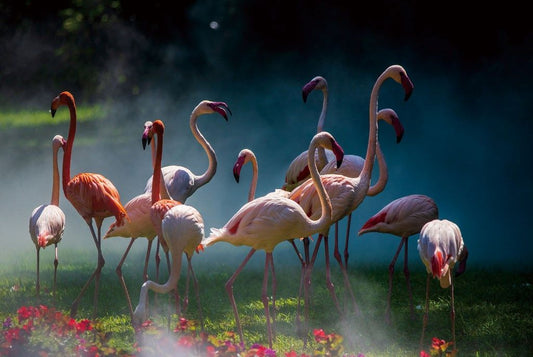 Glasschilderij Flamingo's in grasweide 120x80 cm van Ter Halle