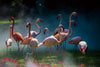 Glasschilderij Flamingo's in grasweide 120x80 cm