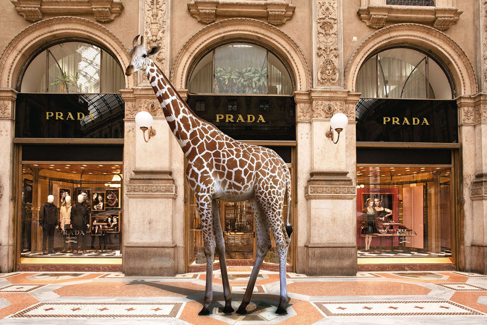 Glasschilderij Giraffe voor modewinkel 120x80 cm