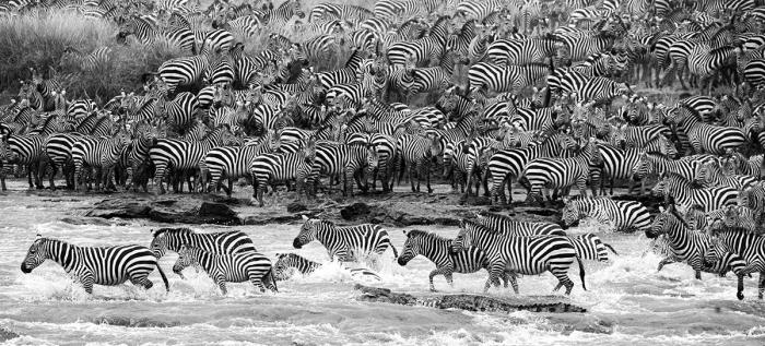 Glasschilderij zebra kudde 160x80 cm