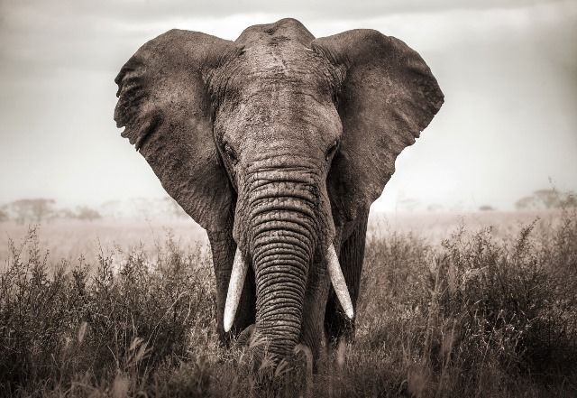 Glasschilderij olifant close-up 160x110 cm (Magazijn sale)