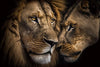 Glasschilderij leeuwen mannetje/vrouwtje 160x110 cm