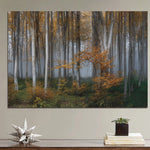 Glasschilderij Berkenbos 160x110 cm