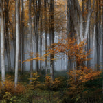 Glasschilderij Berkenbos 160x110 cm