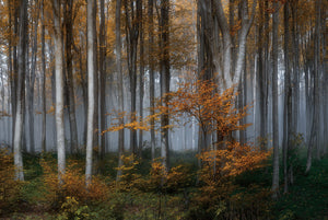 Glasschilderij Berkenbos 160x110 cm