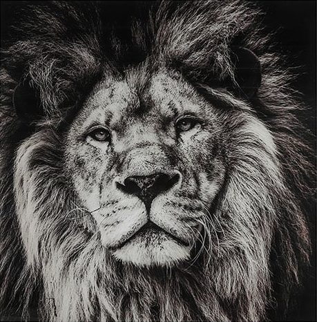 Glasschilderij leeuw zwart/wit 80x80 cm