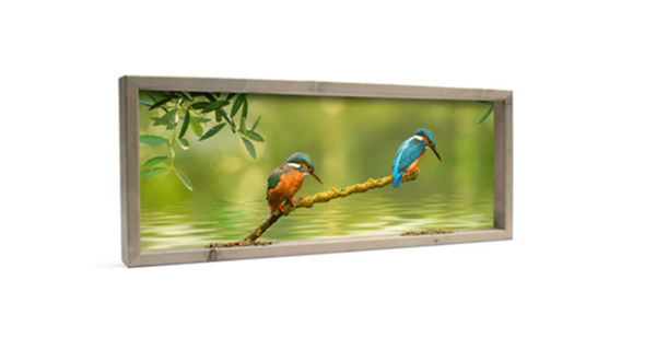 Feedy Vogelvoederlijst  panorama - Ijsvogels op tak (102 x 42 cm)