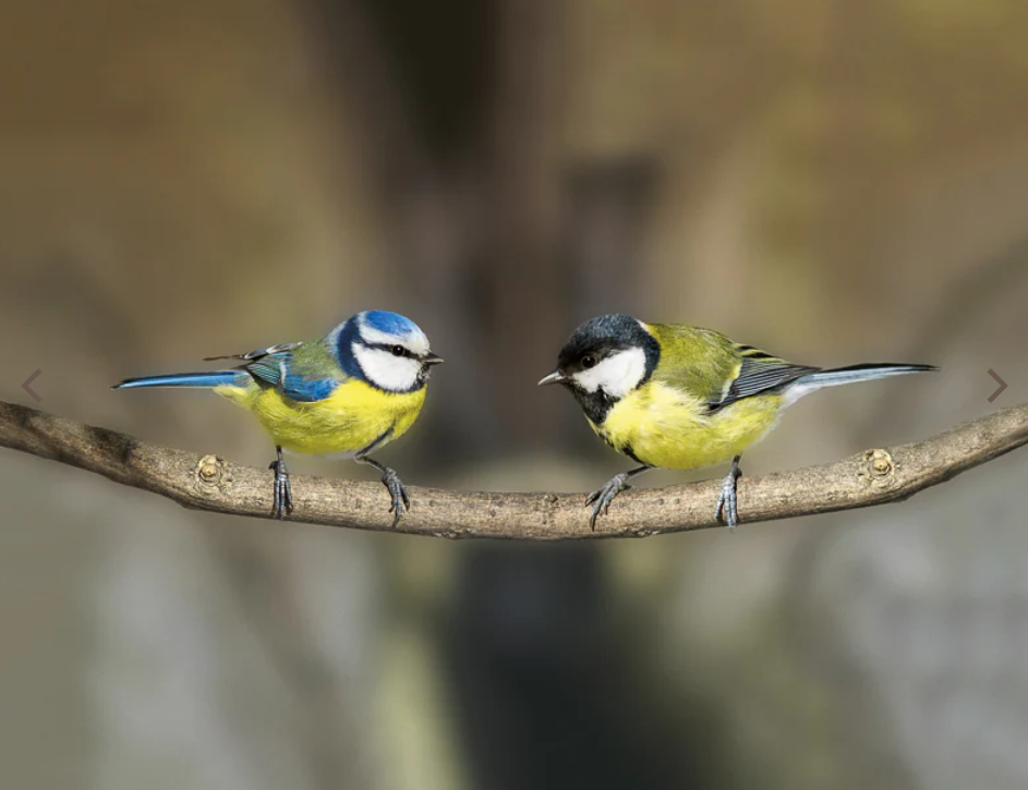 Feedy Vogelvoederlijst medium - Koolmees & pimpelmees op tak (41 x 34 cm) (Magazijn sale)