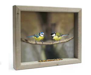 Feedy Vogelvoederlijst medium - Koolmees & pimpelmees op tak (41 x 34 cm) (Magazijn sale)