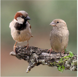 Vogelvoederlijst peanut small (36x32 cm) - Twee mussen op tak