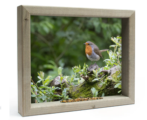 Feedy Vogelvoederlijst medium - Roodborstje in het bos (41 x 34 cm)