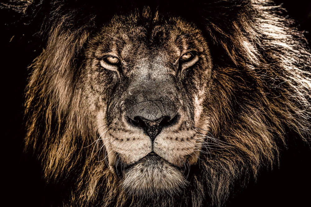 Glasschilderij leeuwenkop close-up 120x80 cm