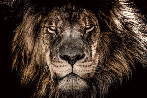 Glasschilderij leeuwenkop close-up 120x80 cm