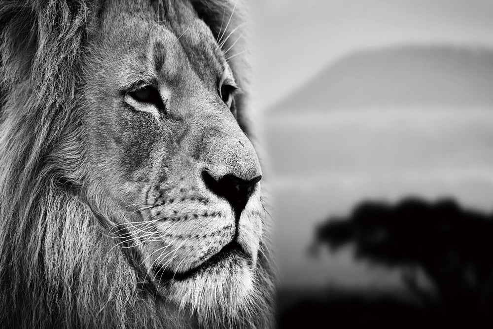 Glasschilderij zijkant leeuw 120x80 cm