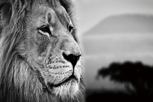 Glasschilderij zijkant leeuw 120x80 cm