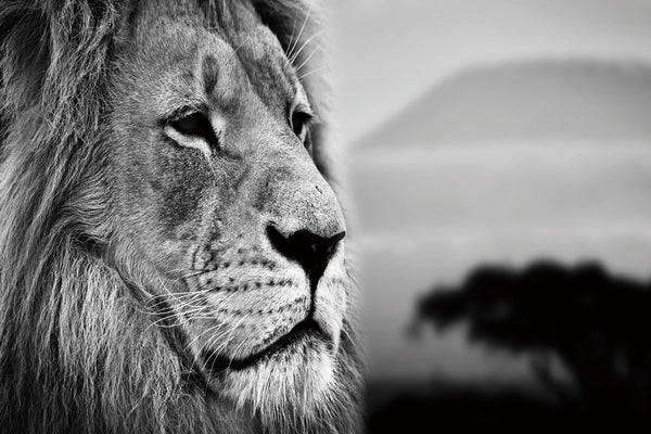 Glasschilderij zijkant leeuw 120x80 cm