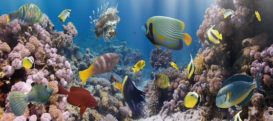 Glasschilderij tropische vissen 160x60 cm