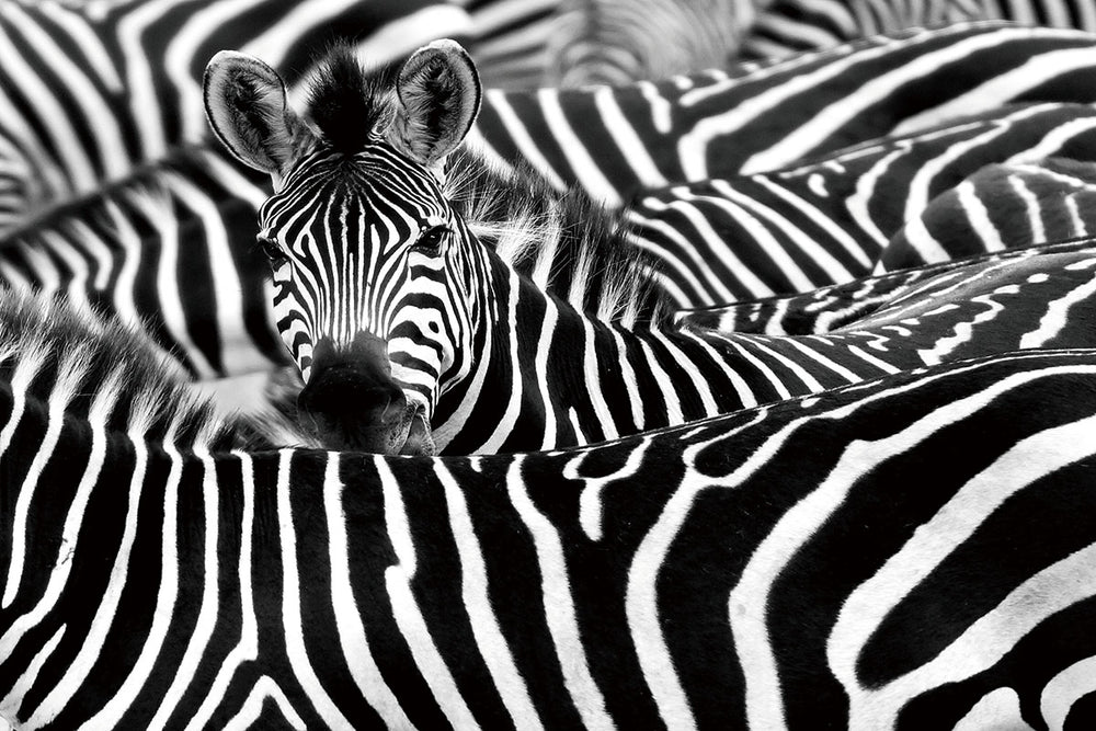 Glasschilderij kudde zebra`s 120x80 cm