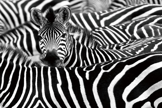 Glasschilderij kudde zebra`s 120x80 cm