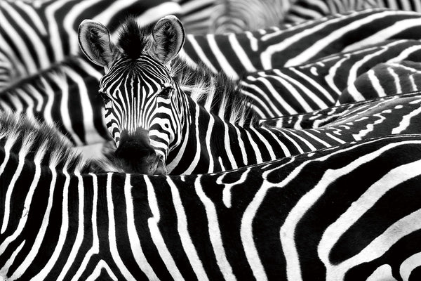 Glasschilderij kudde zebra`s 120x80 cm