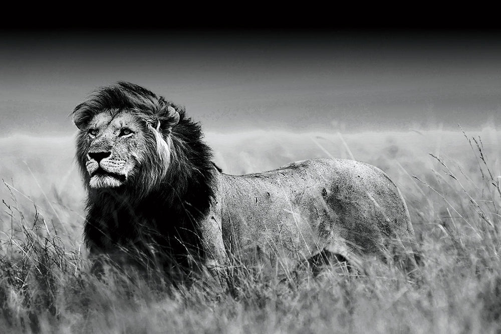 Glasschilderij leeuw op savanne zwart/wit 120x80 cm