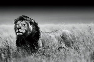 Glasschilderij leeuw op savanne zwart/wit 120x80 cm