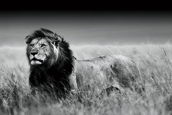 Glasschilderij leeuw op savanne zwart/wit 120x80 cm