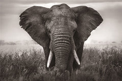 Glasschilderij olifant 120x80 cm